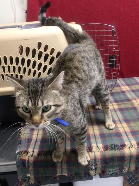 Huckleberry (Gonzo), Adopted, Young Male Domestic Short Hair & Domestic Short Hair.