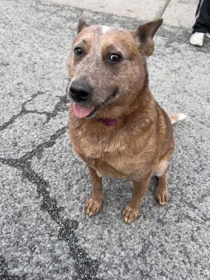 Cinnamon thumbnail 2