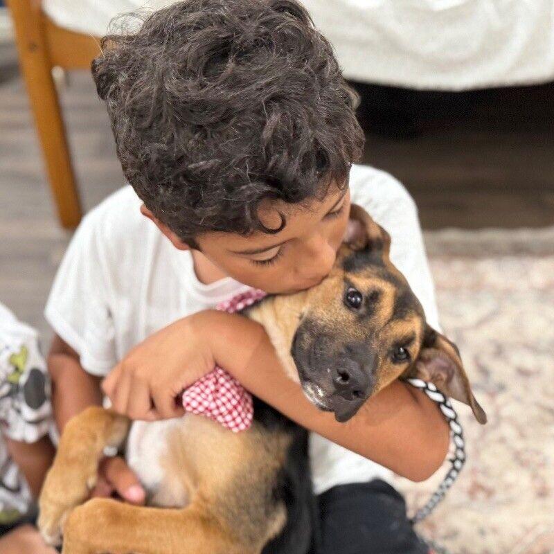 Dog for adoption - Dean The dapper family boy, a German Shepherd Dog ...