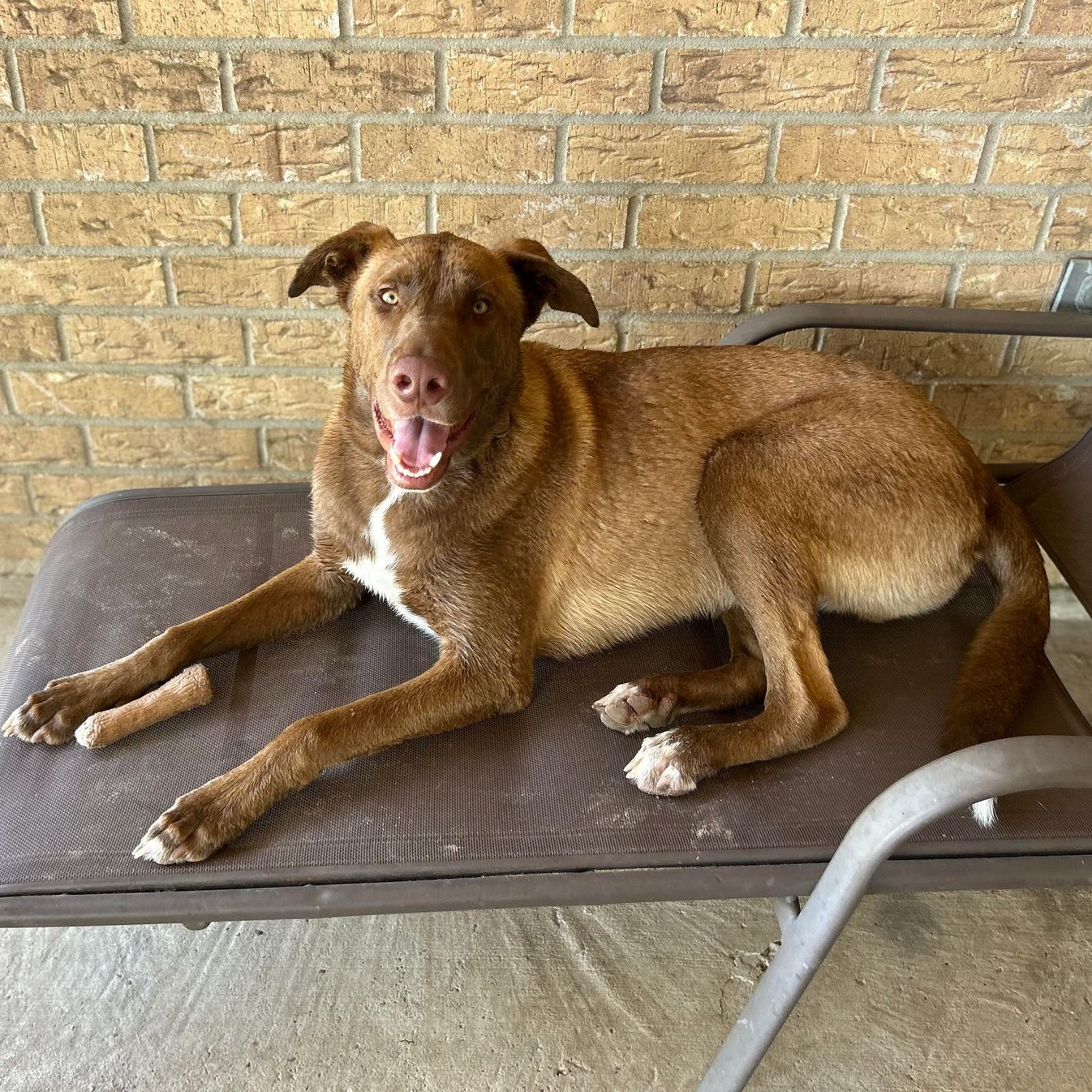 Enlarge Ranger II, a Adoptable mixed breed in Conroe, TX image 4/6