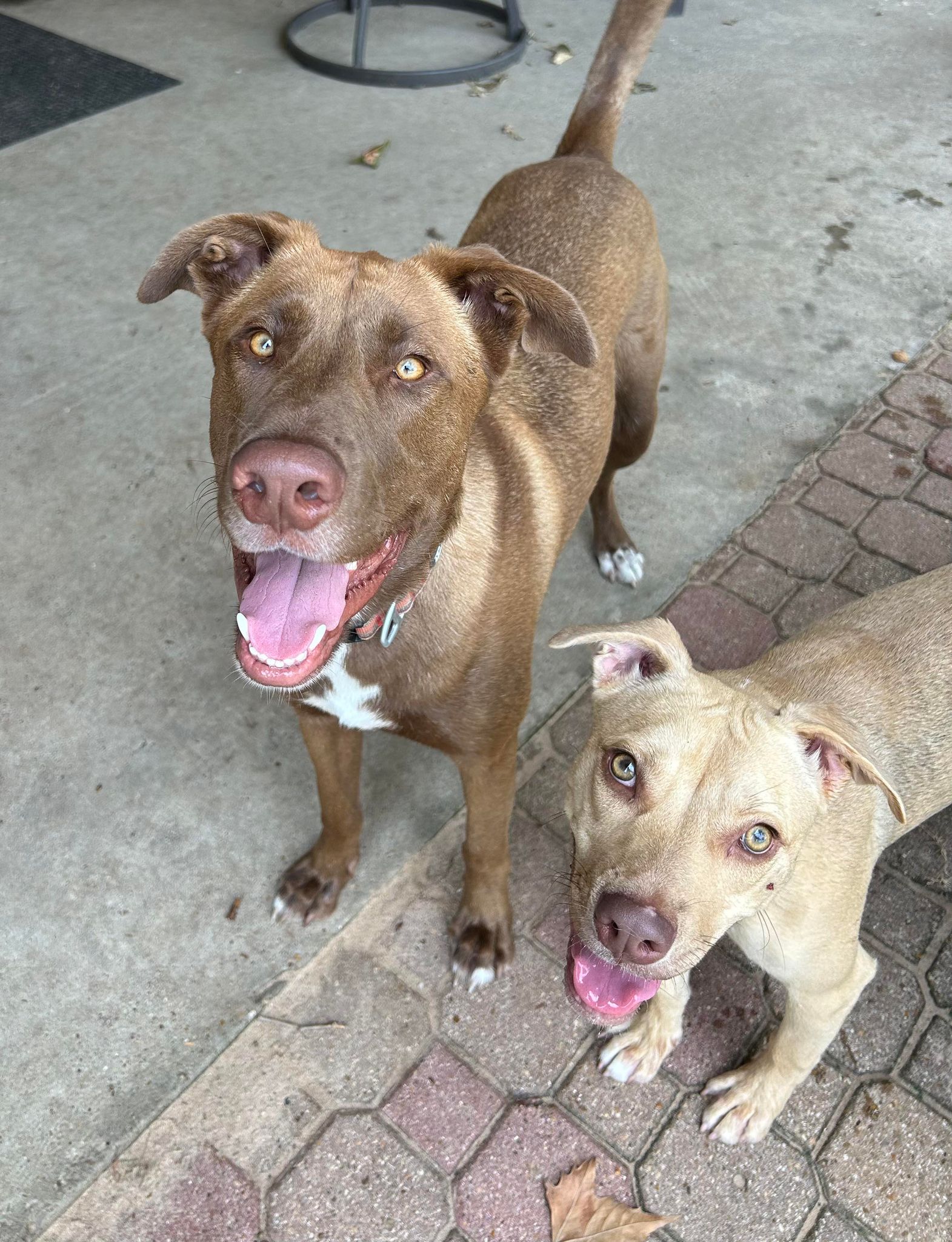 Ranger II, a Adoptable mixed breed in Chambersburg, PA image 3/6