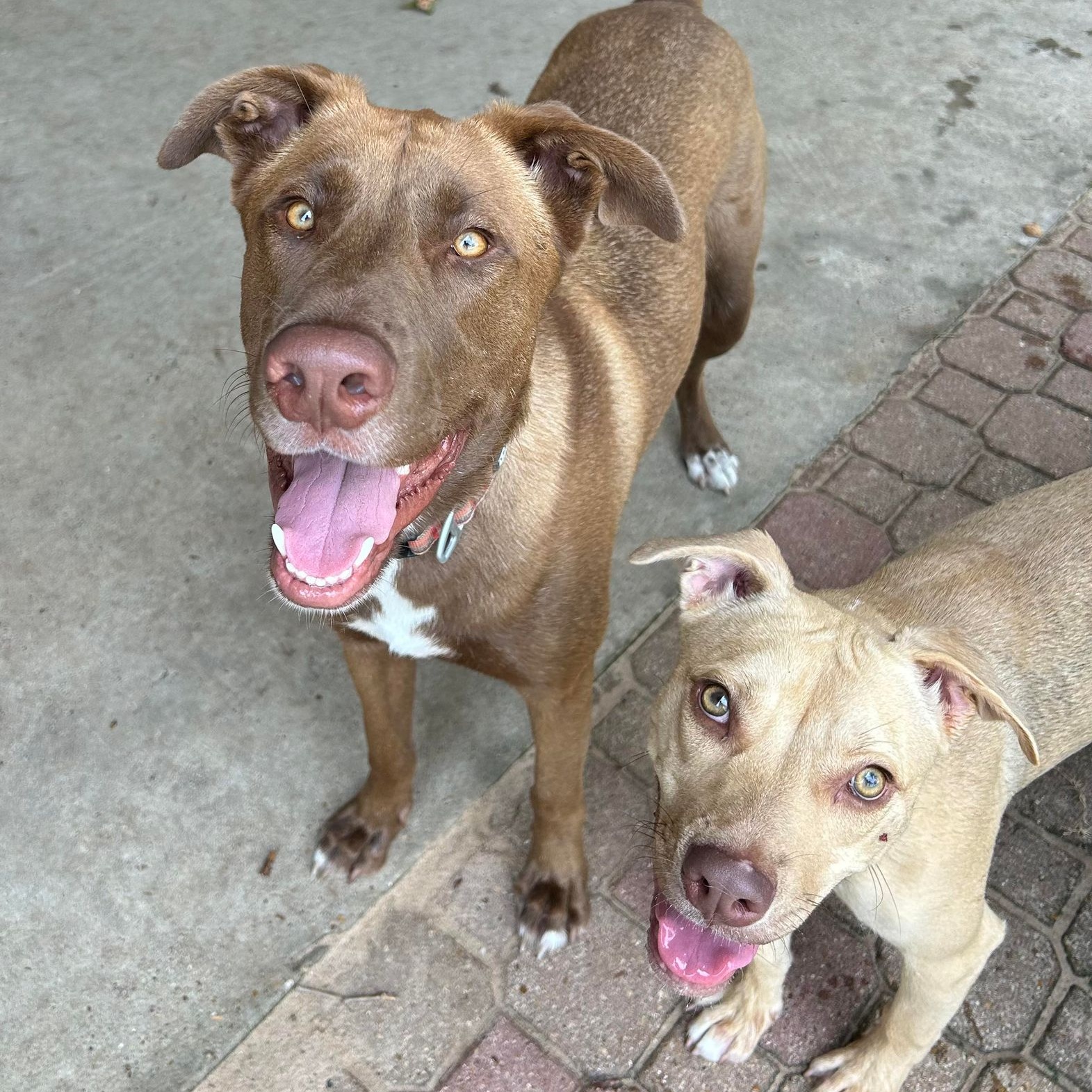 Enlarge Ranger II, a Adoptable mixed breed in Conroe, TX image 3/6