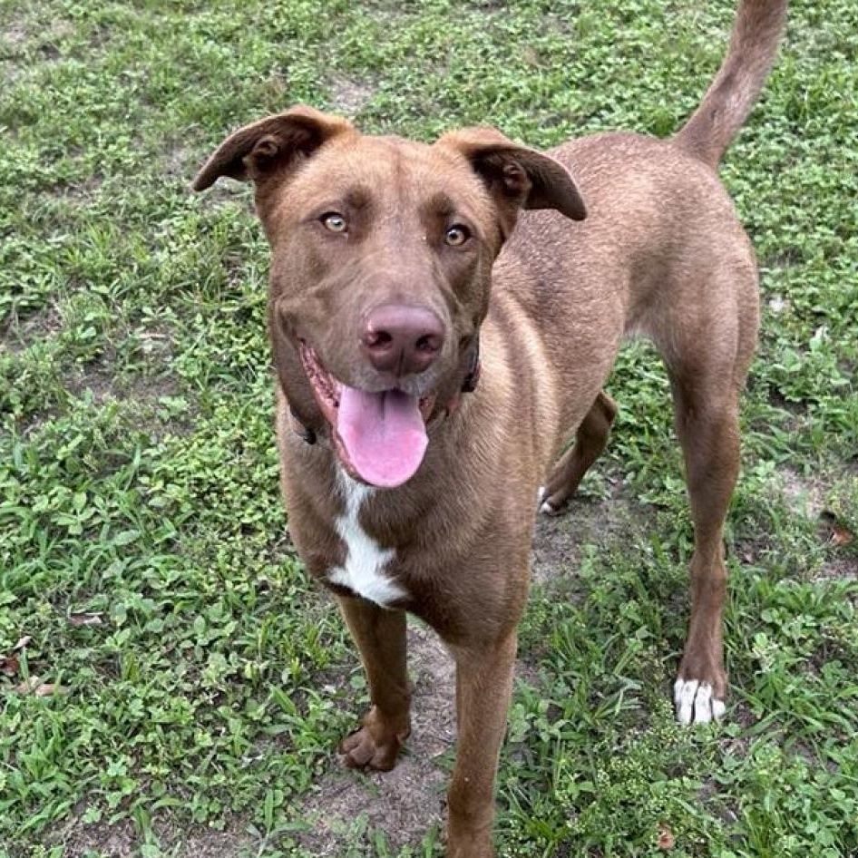 Ranger II, Adoptable, Young Male Shepherd & Pointer.