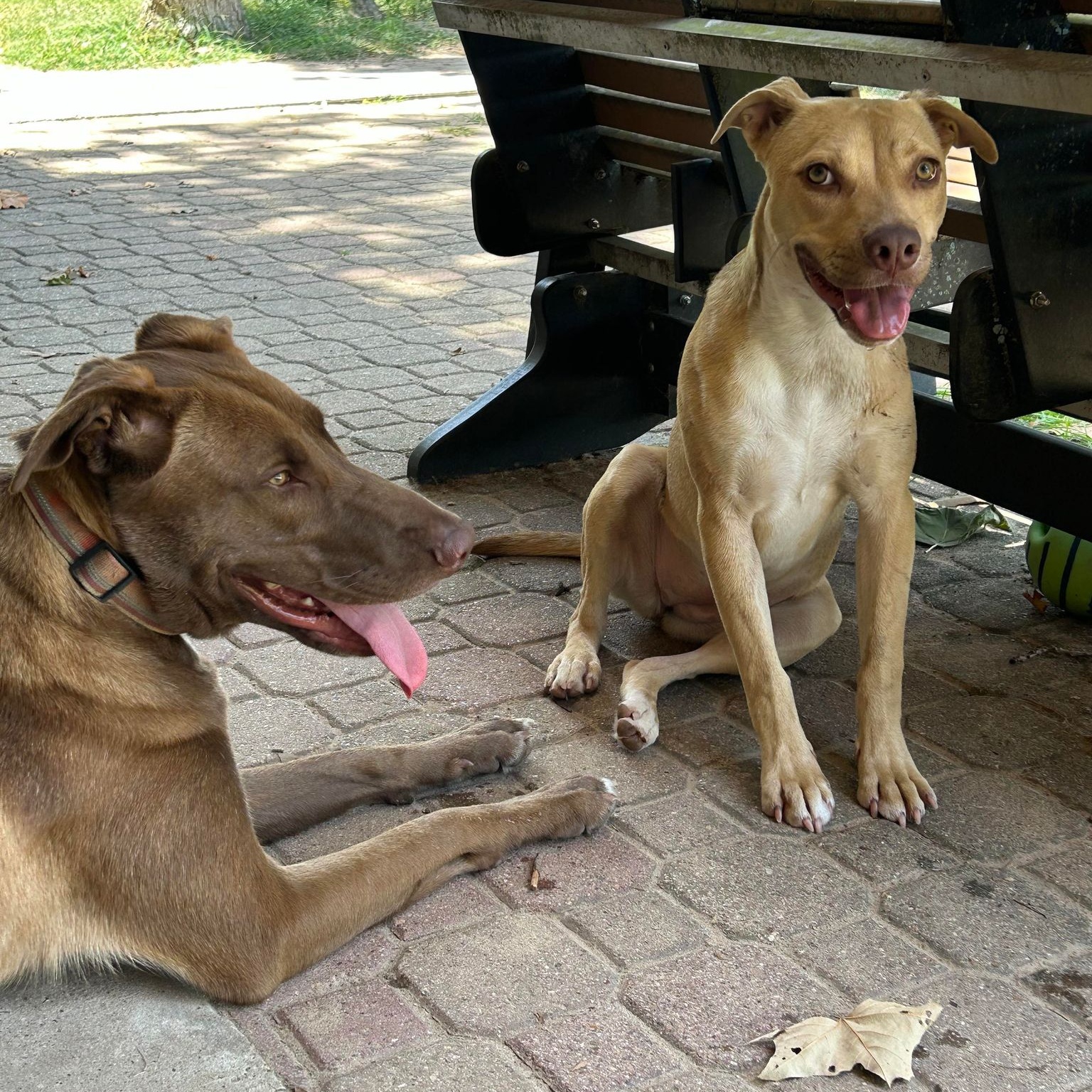 Enlarge Ranger II, a Adoptable mixed breed in Conroe, TX image 6/6