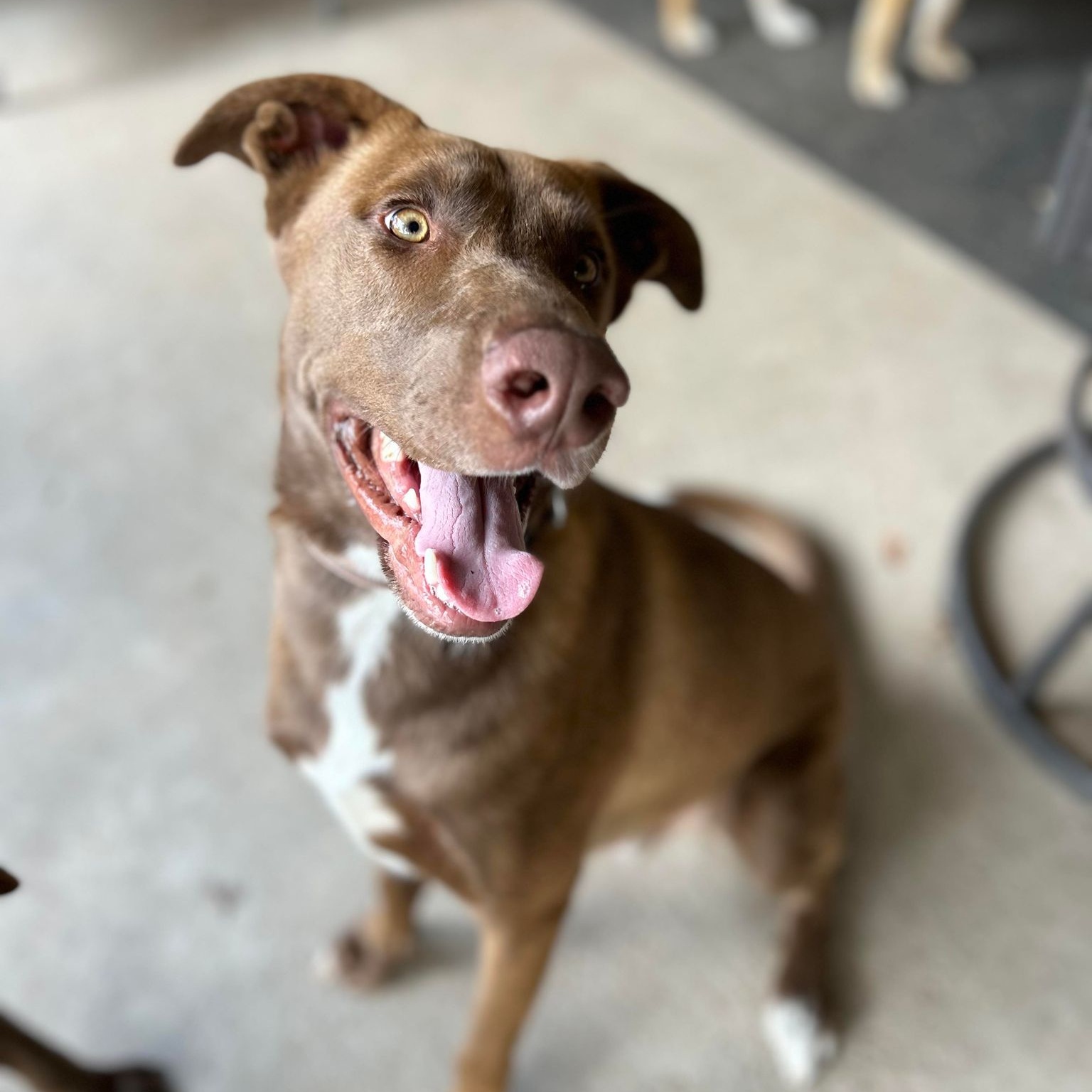 Enlarge Ranger II, a Adoptable mixed breed in Conroe, TX image 2/6