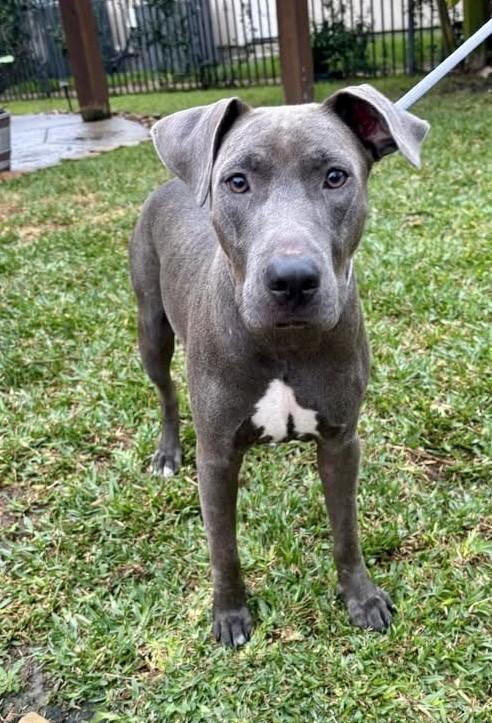 Enlarge Lulu, a Adoptable mixed breed in Milford, MA image 4/4