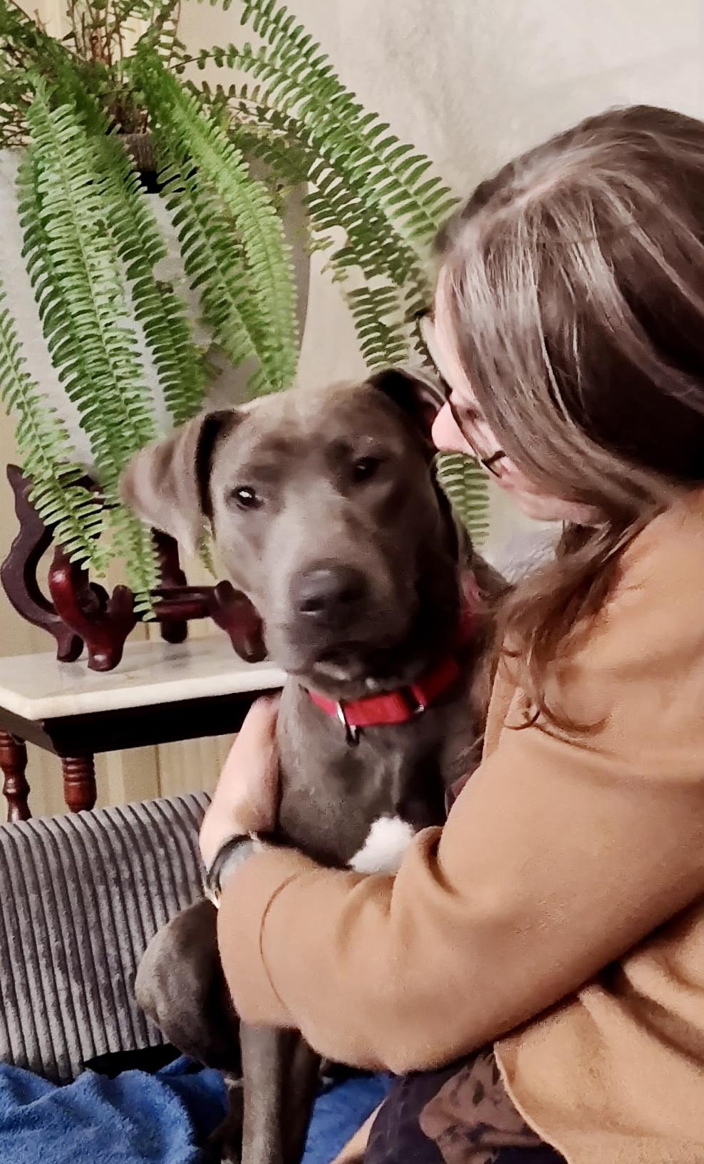 Enlarge Lulu, a Adoptable mixed breed in Milford, MA image 2/4