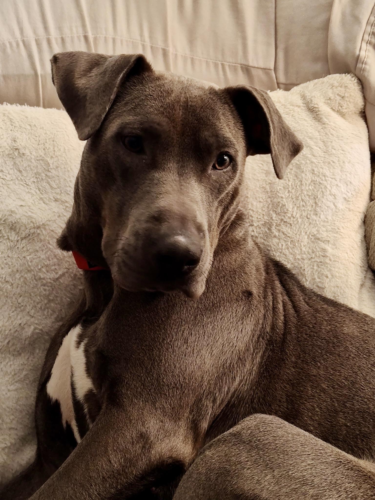 Lulu, Adoptable, Adult Female Blue Lacy.