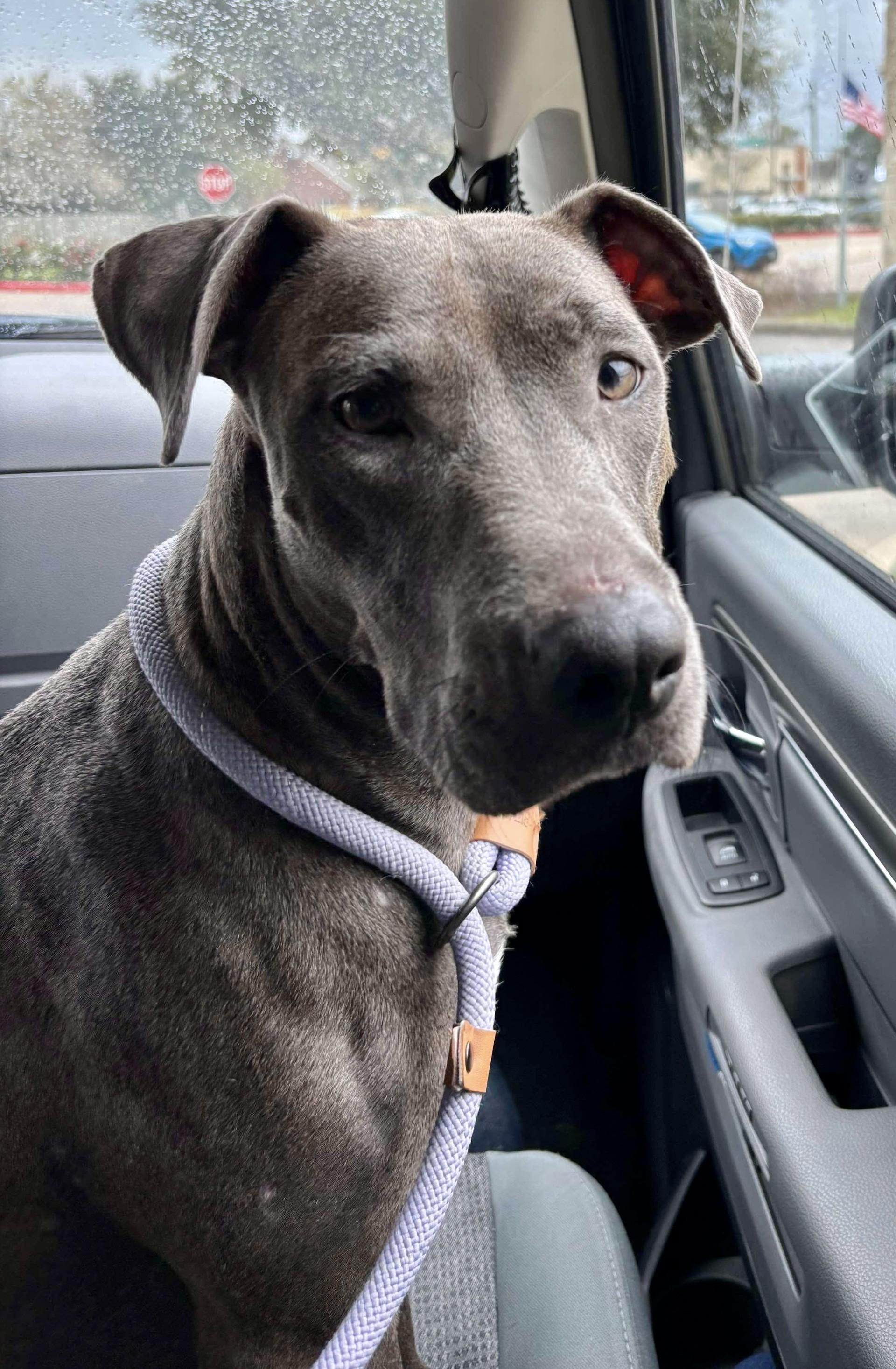 Enlarge Lulu, a Adoptable mixed breed in Milford, MA image 3/4