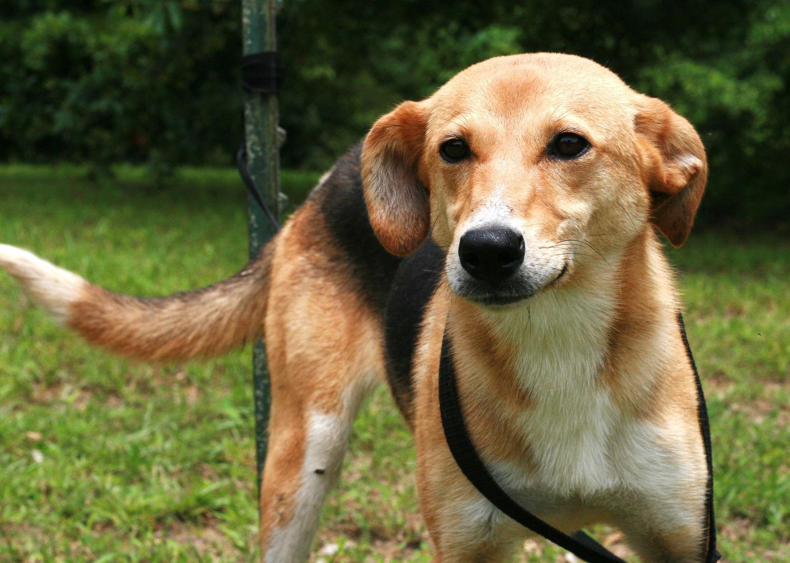 Moa, a Adoptable mixed breed in Attalla, AL image 1/3