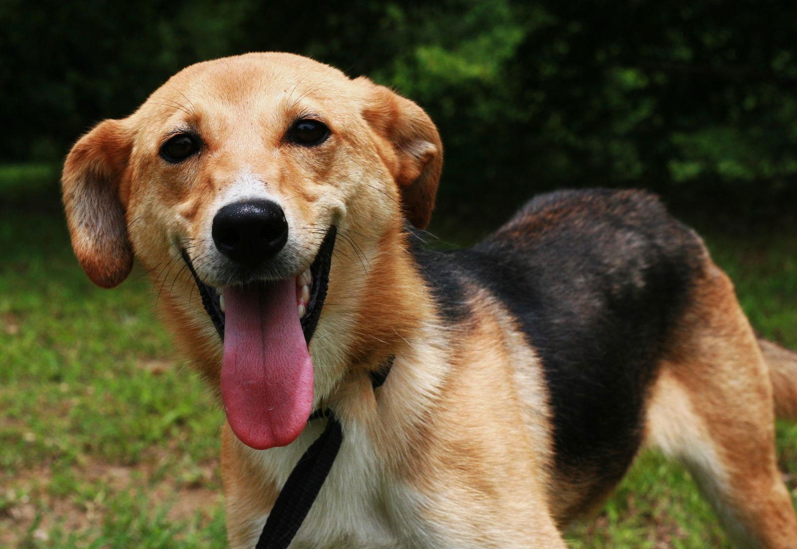 Moa, a Adoptable mixed breed in Attalla, AL image 2/3