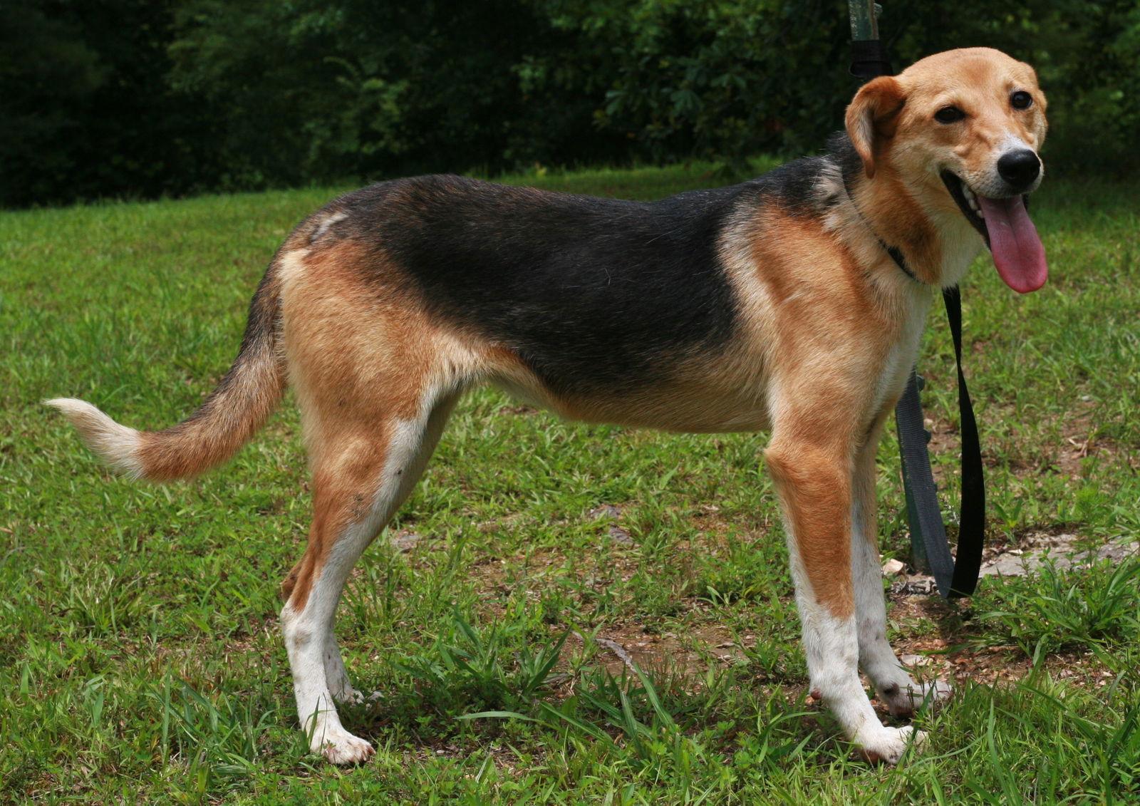 Moa, a Adoptable mixed breed in Attalla, AL image 3/3