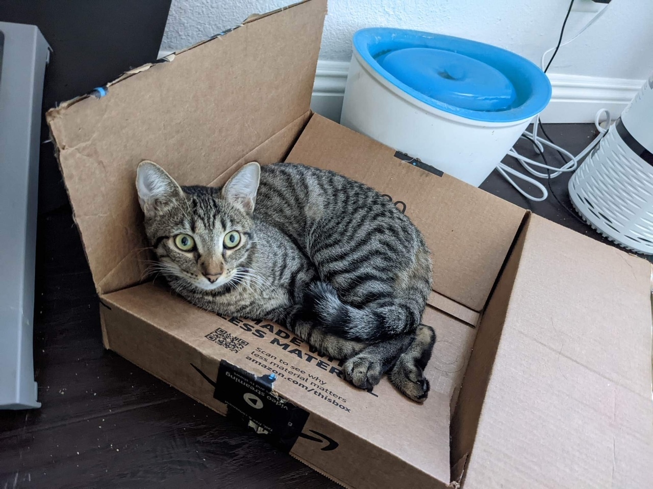 Picalilli (female) , a Adoptable Tabby in Anaheim, CA image 1/12