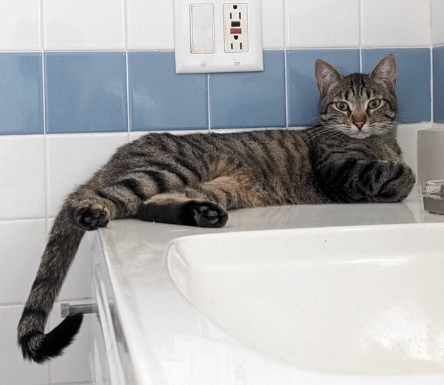 Picalilli (female) , a Adoptable Tabby in Anaheim, CA image 3/12