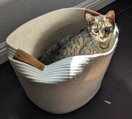 Picalilli (female) , a Adoptable Tabby in Anaheim, CA image 4/12