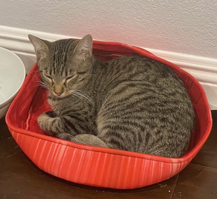 Picalilli (female) , a Adoptable Tabby in Anaheim, CA image 5/12