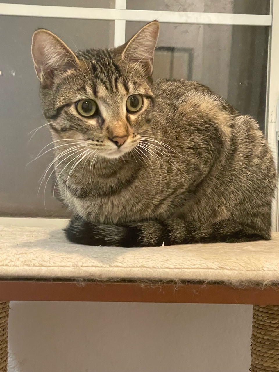 Picalilli (female) , a Adoptable Tabby in Anaheim, CA image 6/12