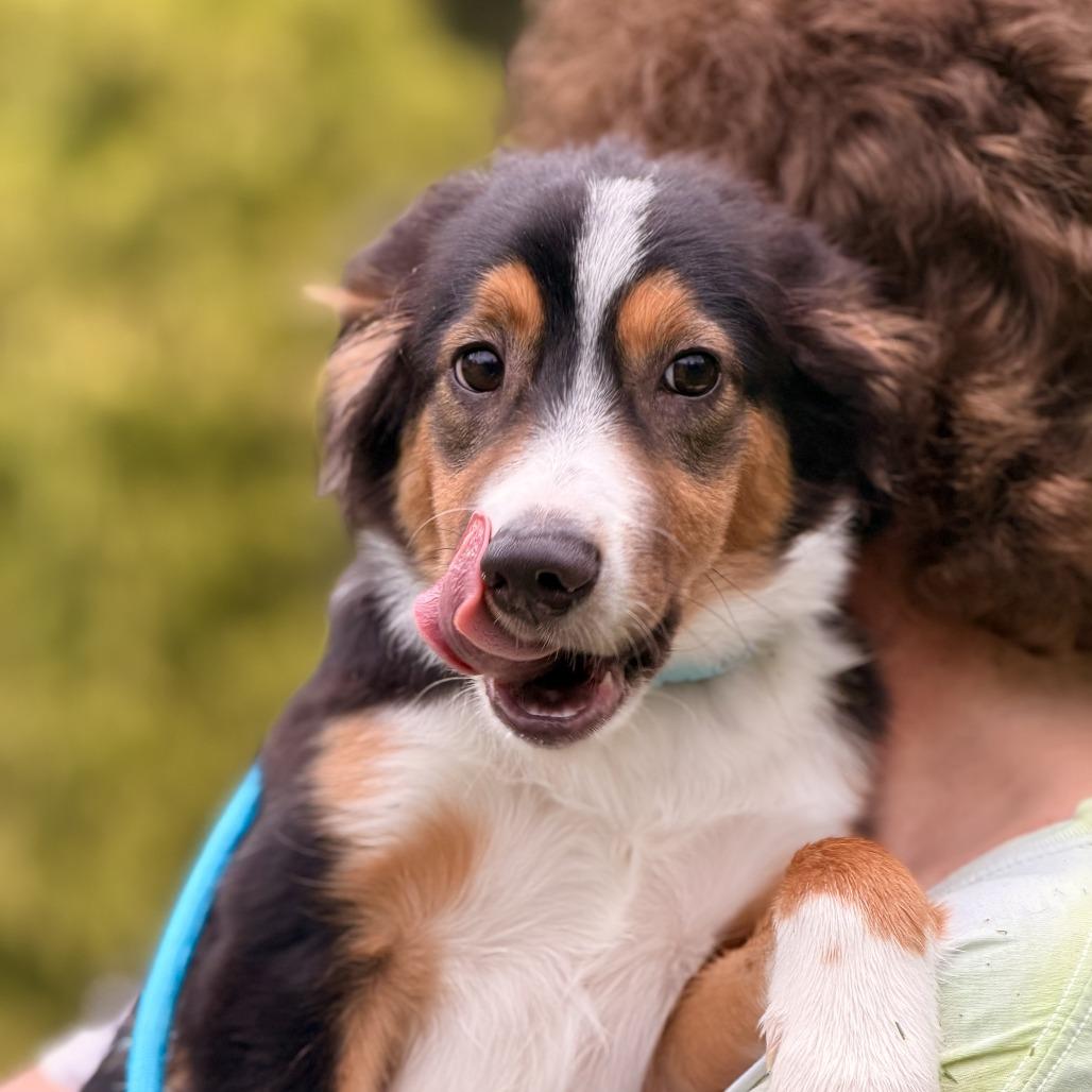 Enlarge Monty, a Adoptable mixed breed in Sparta, NJ image 1/4