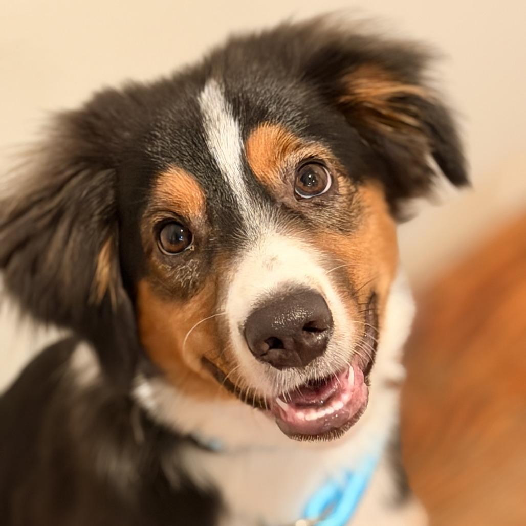 Enlarge Monty, a Adoptable mixed breed in Sparta, NJ image 2/4