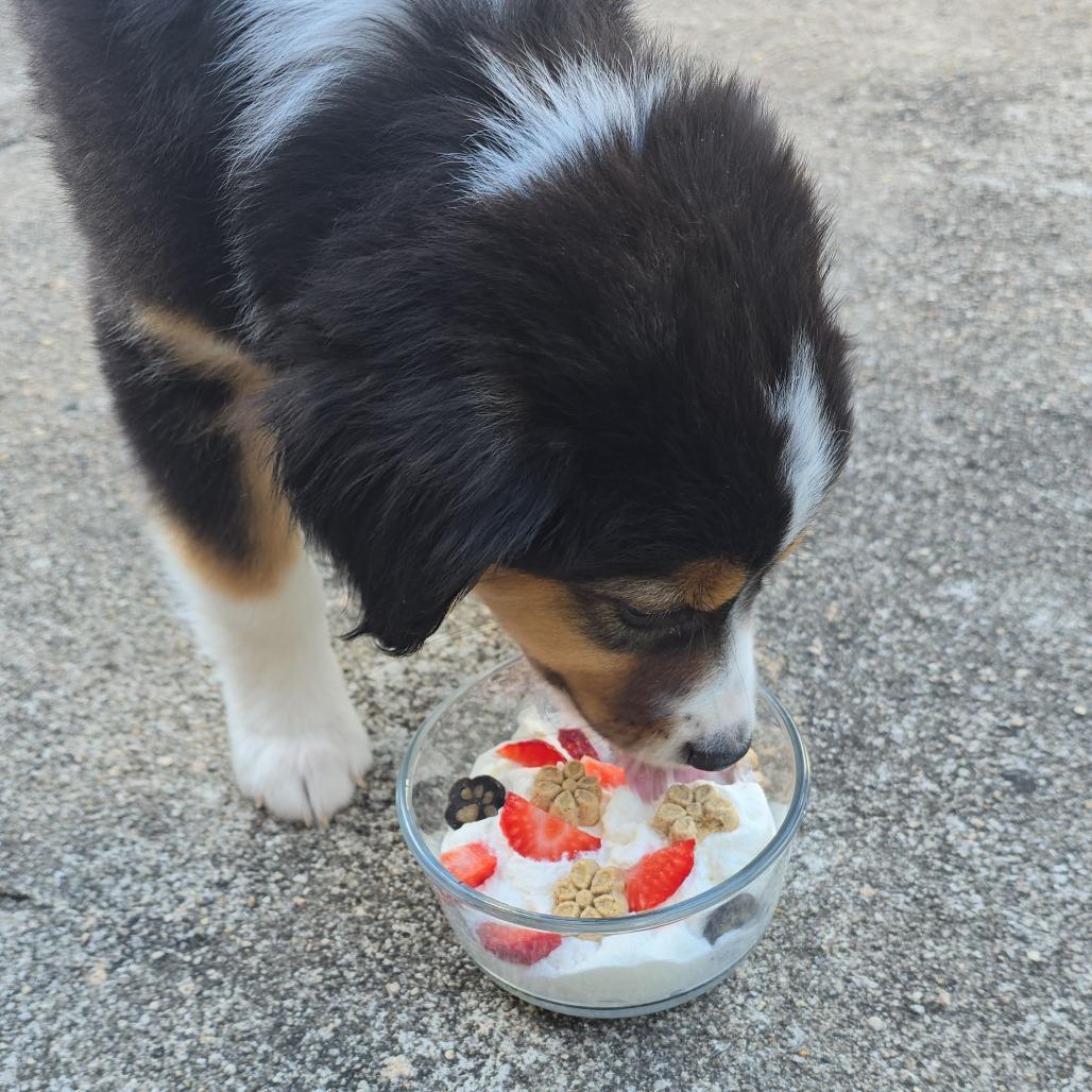 Monty - available 9/18, Adoptable, Puppy Male Australian Shepherd & Bernese Mountain Dog.