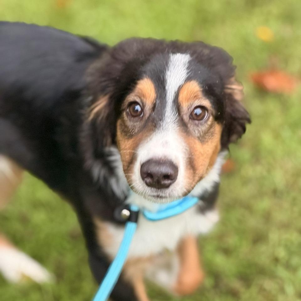 Enlarge Monty - available 9/18, a Adoptable mixed breed in Sparta, NJ image 2/2