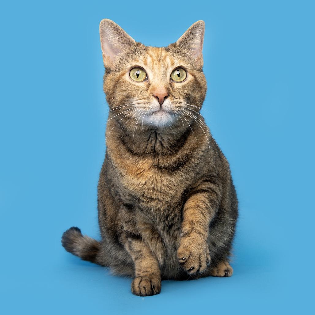 Honey, Adoptable, Adult Female American Shorthair.