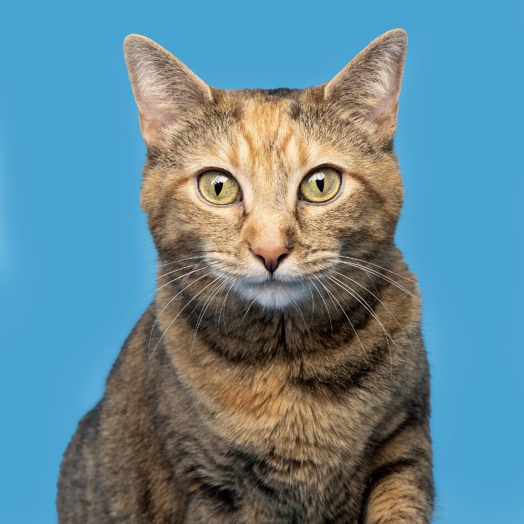 Enlarge Honey, a Adoptable American Shorthair in Franklin, TN image 2/2