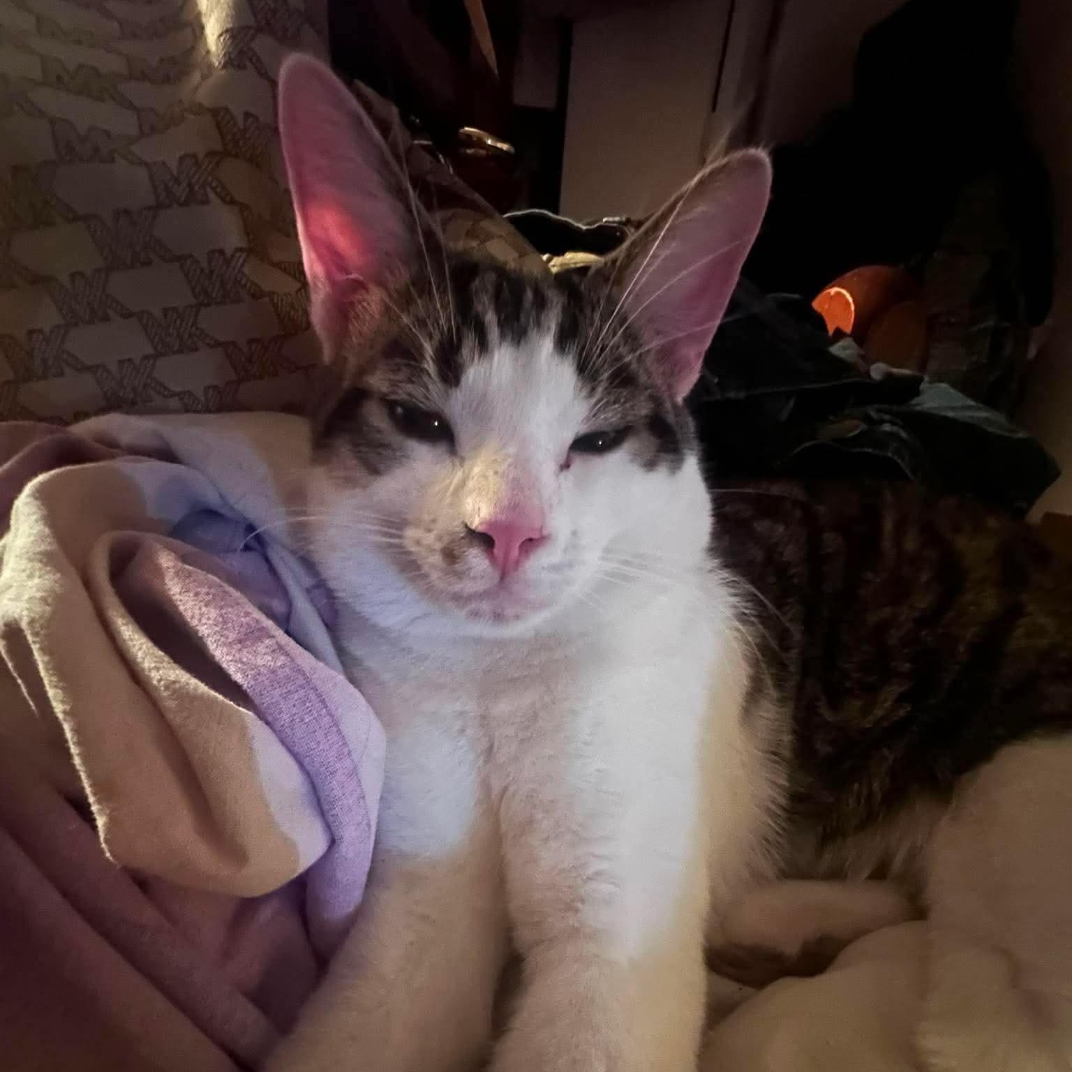 Enlarge Babry, an adoptable Domestic Short Hair in Montreal, QC image 2/2