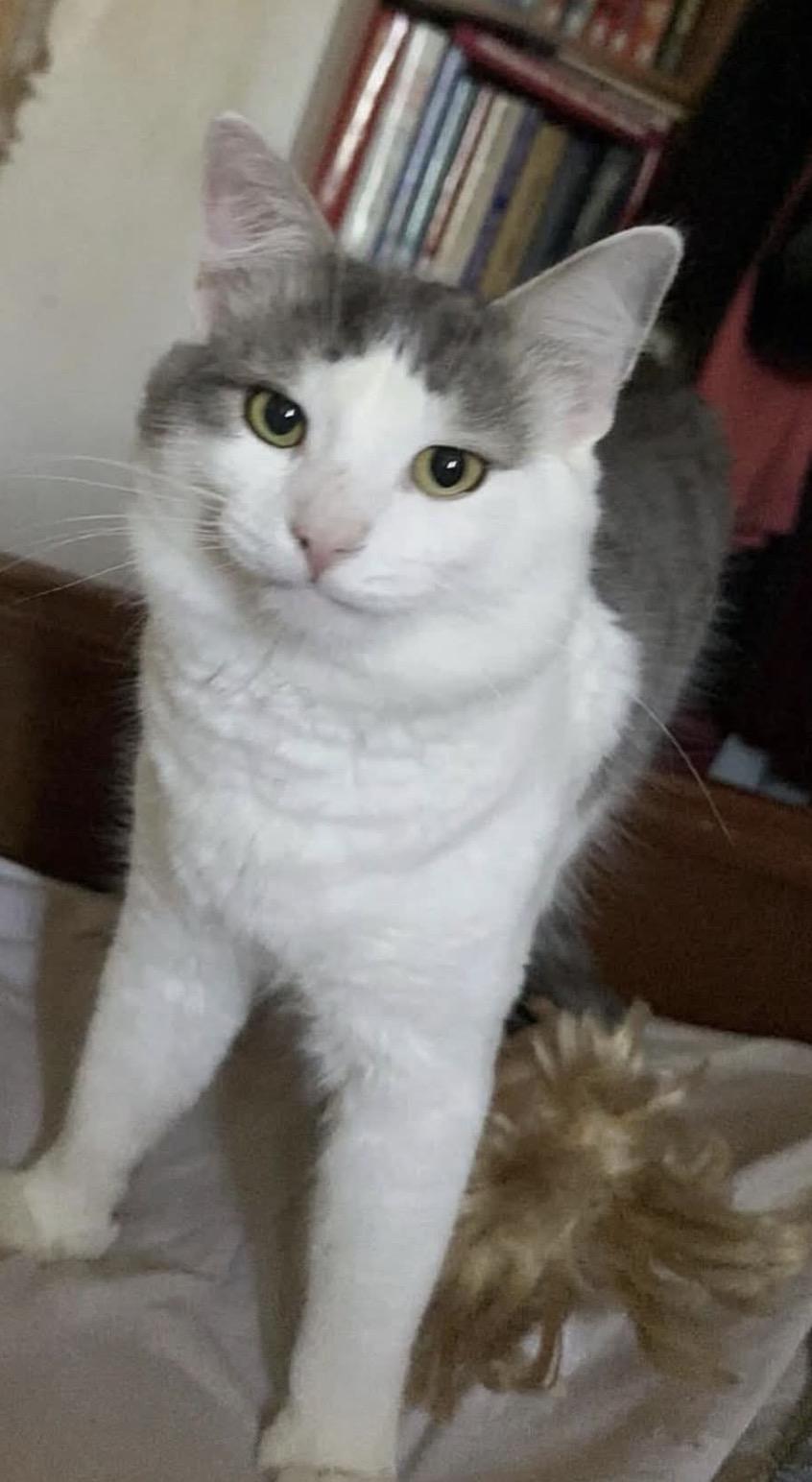 Noname, ADOPTABLE, Young Male Domestic Short Hair.