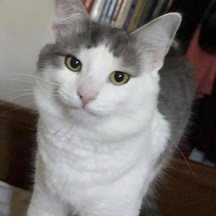 Enlarge Noname, a ADOPTABLE Domestic Short Hair in Saint-Jacques, QC image 3/4