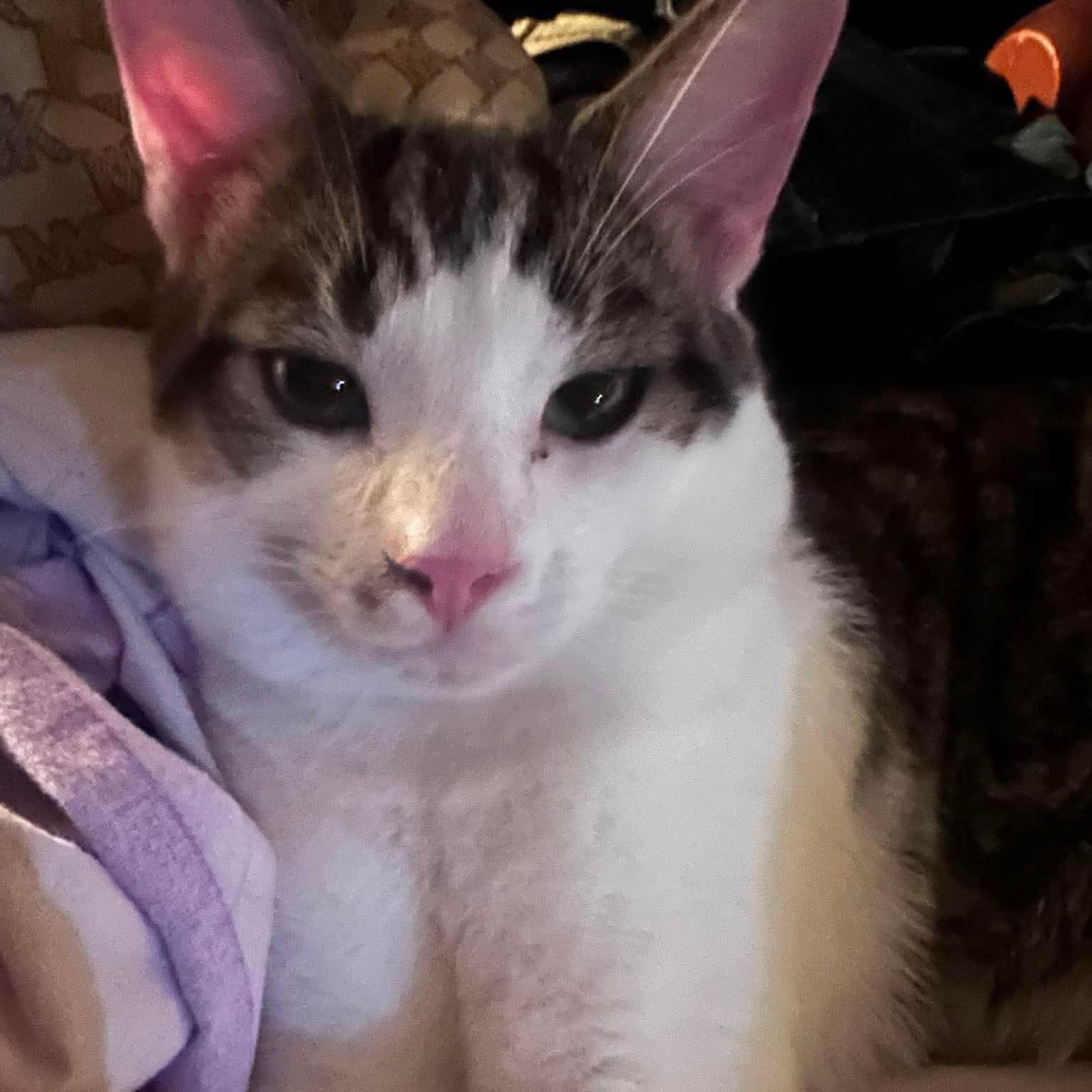 Babry, adoptable, Young Male Domestic Short Hair.