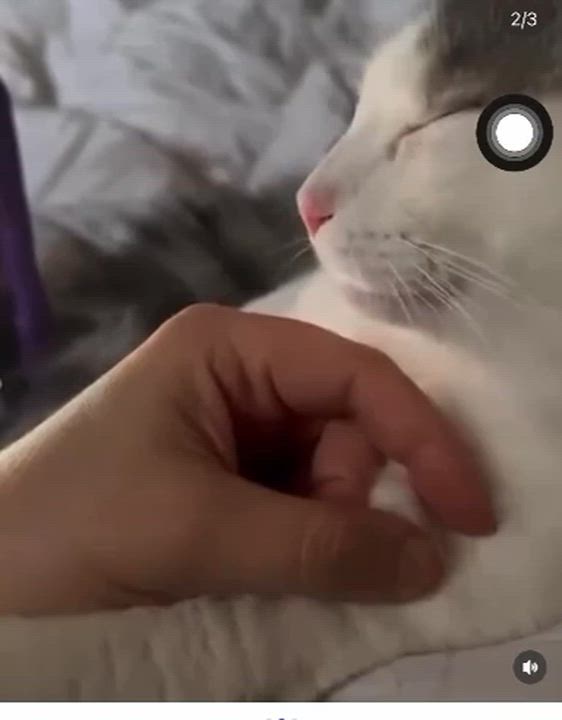 Enlarge Noname, a ADOPTABLE Domestic Short Hair in Saint-Jacques, QC video 4/4