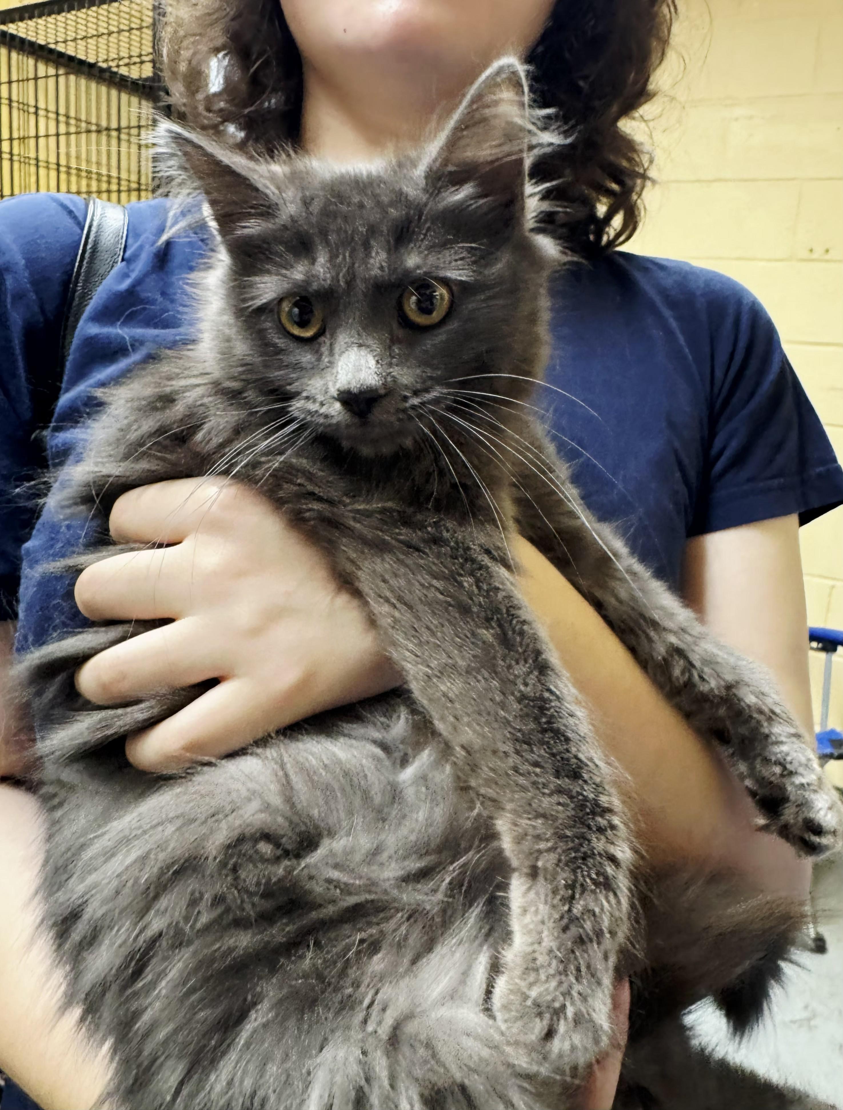 Enlarge Jeanette, a ADOPTABLE Domestic Medium Hair in Perth Amboy, NJ image 2/3