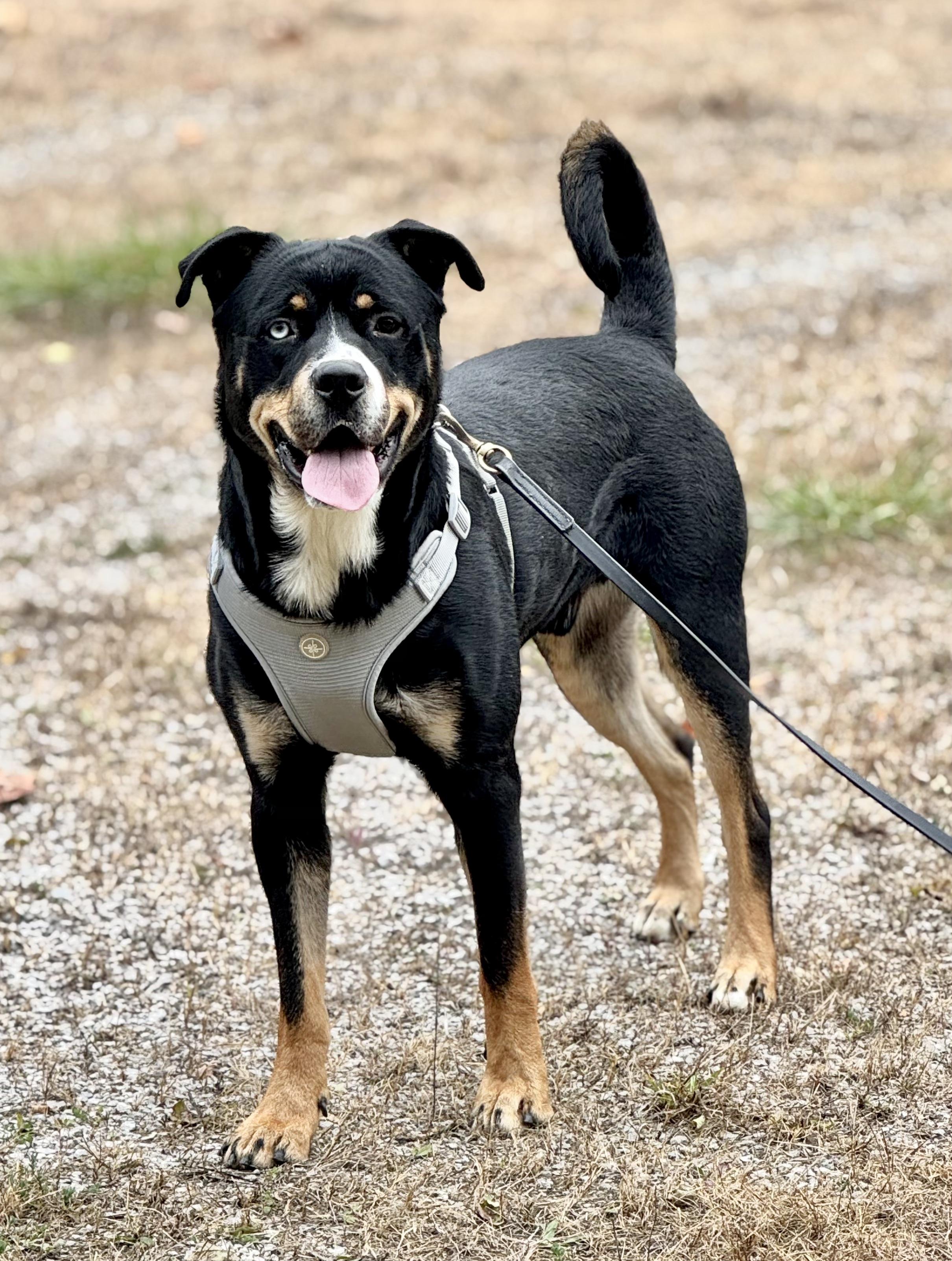 RIGGS, Adoptable, Adult Male Rottweiler.