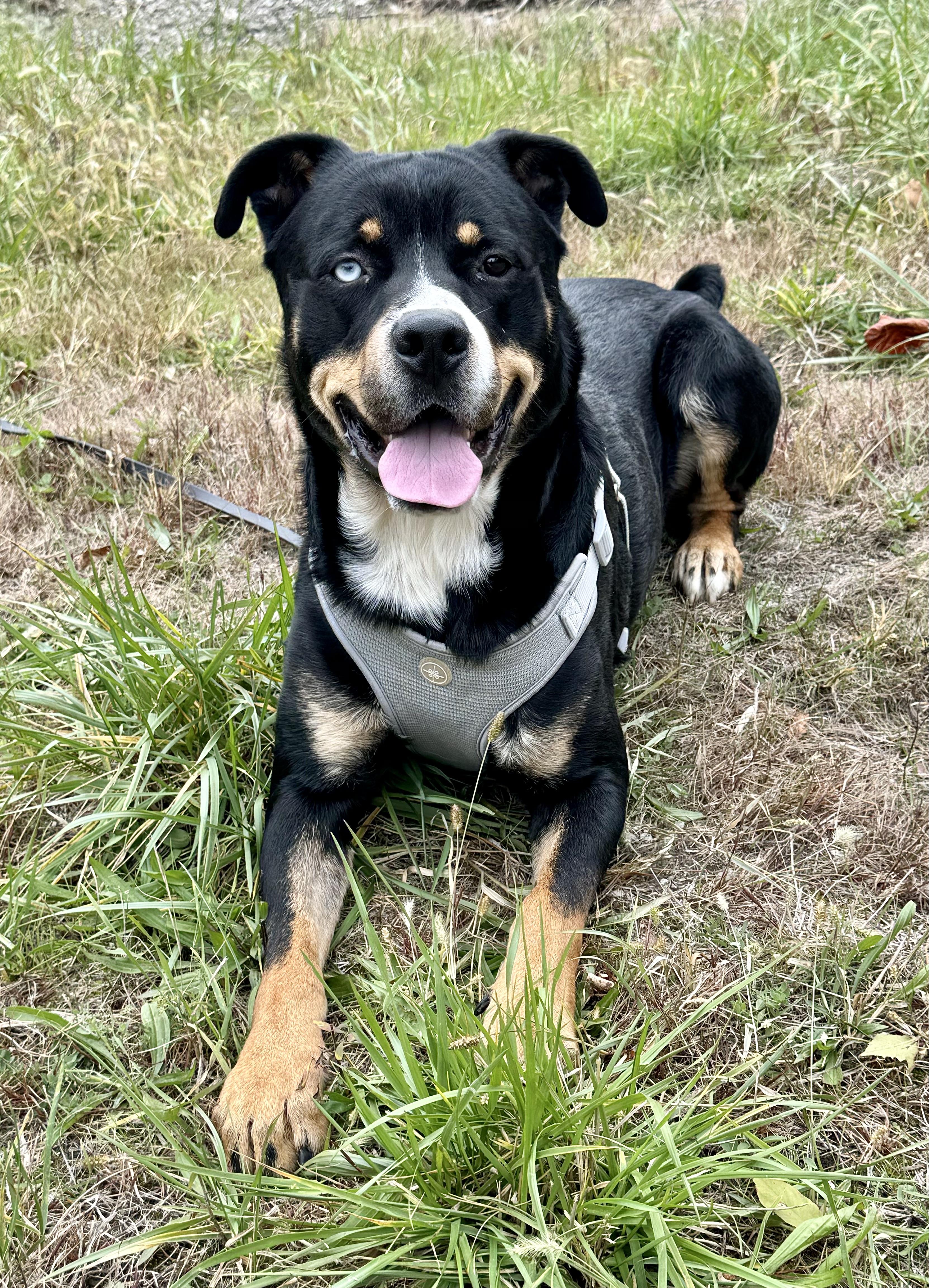 Enlarge RIGGS, a Adoptable mixed breed in Beechbottom, WV image 2/4