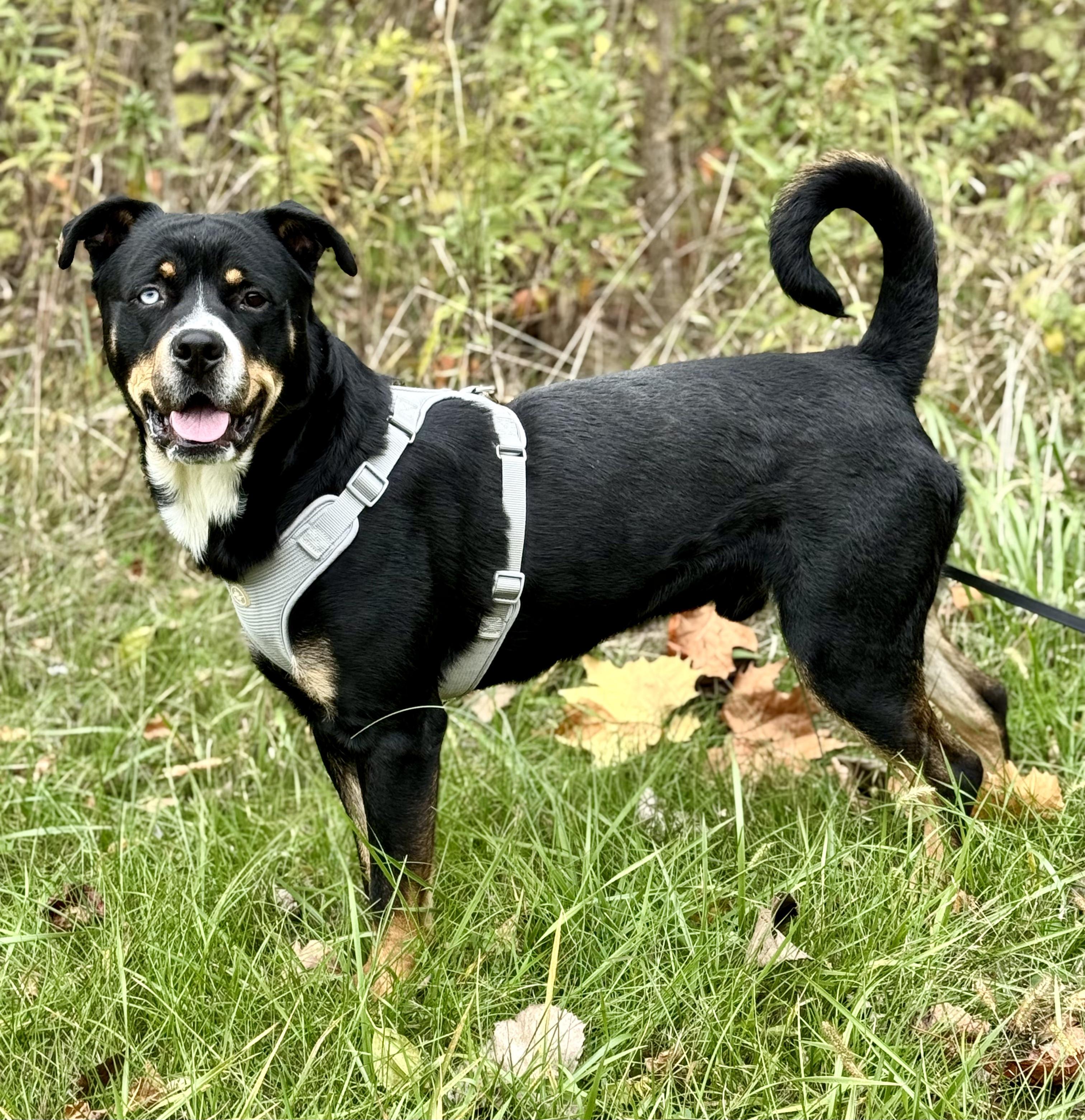 Enlarge RIGGS, a Adoptable mixed breed in Beechbottom, WV image 3/4