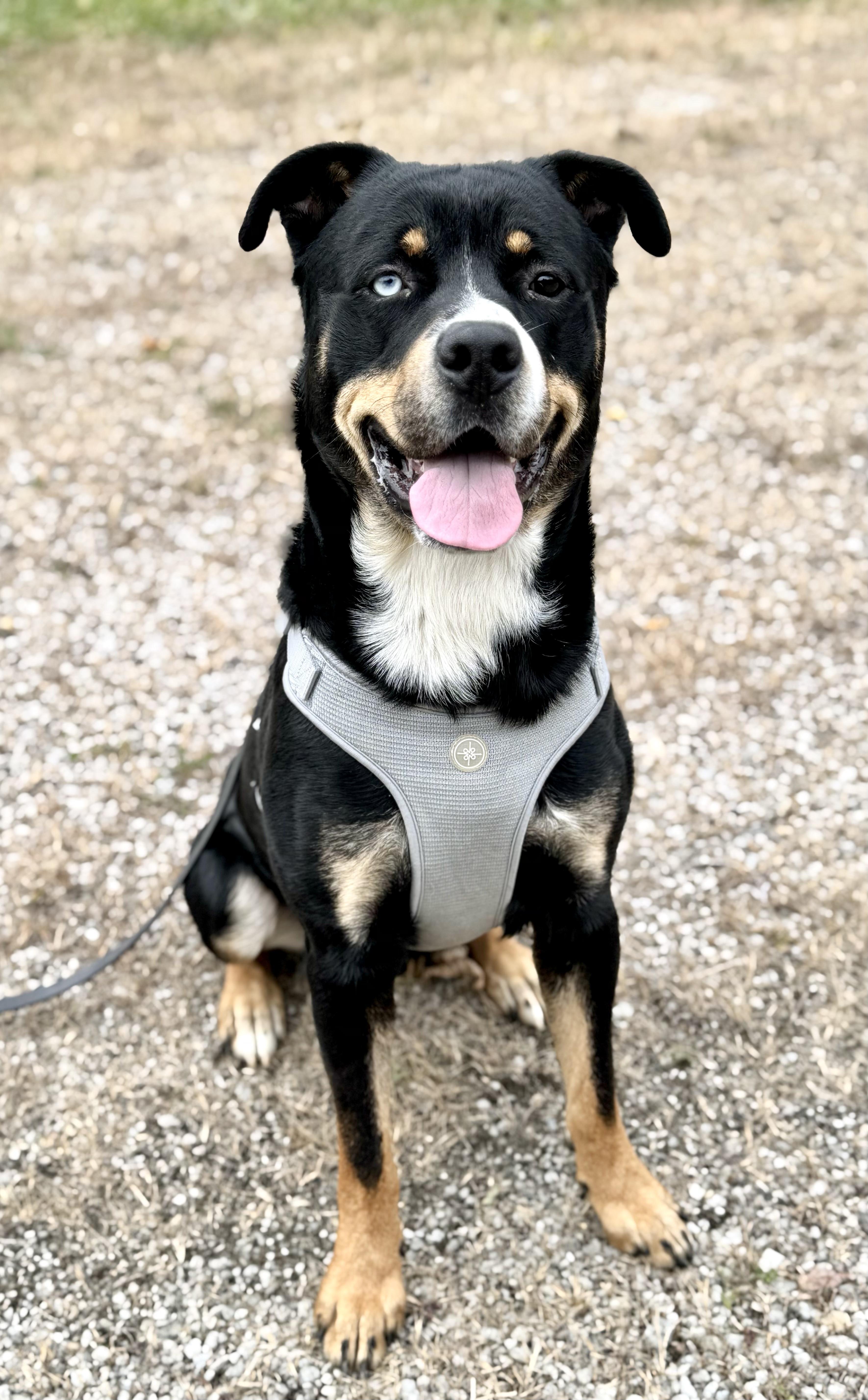 Enlarge RIGGS, a Adoptable mixed breed in Beechbottom, WV image 4/4