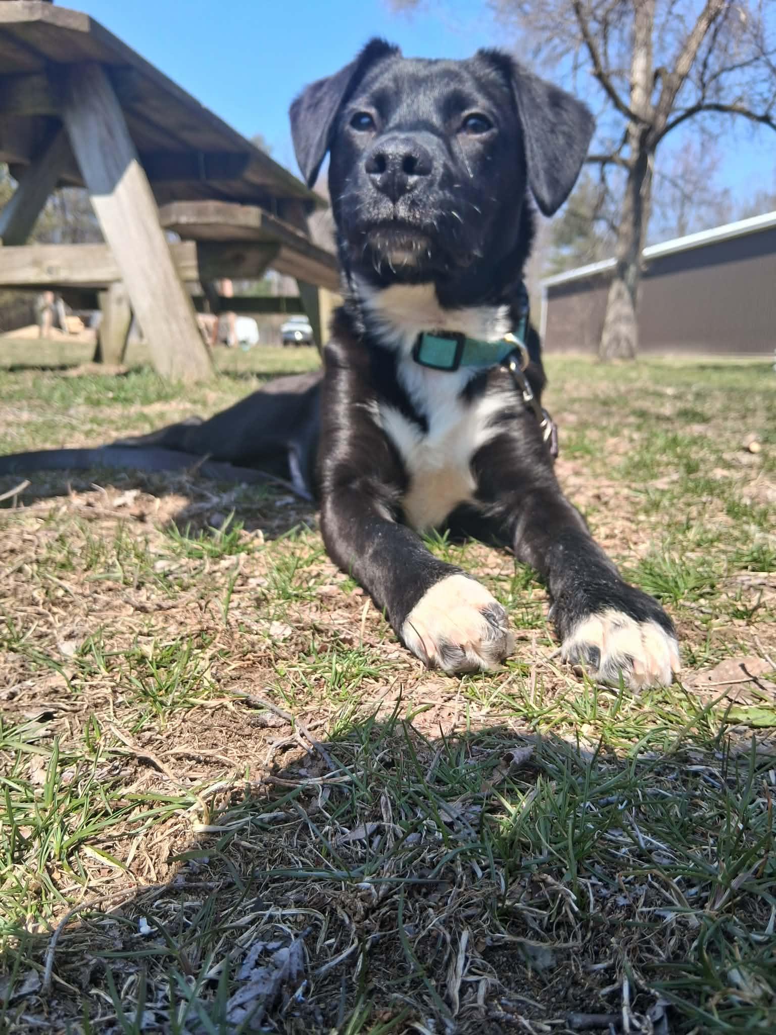 Enlarge Chip, a ADOPTABLE mixed breed in Grand Rapids, MI image 1/2