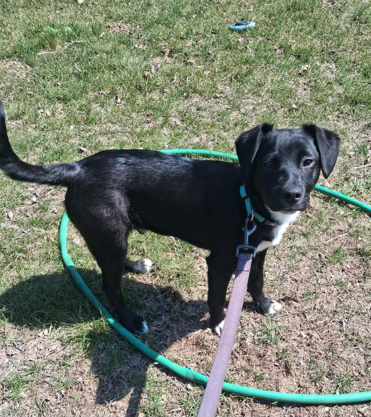 Enlarge Chip, a ADOPTABLE mixed breed in Grand Rapids, MI image 2/2