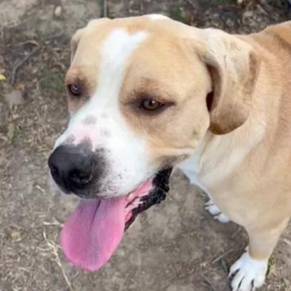Enlarge Deuce, a Adoptable Labrador Retriever in Weatherford, TX image 1/6