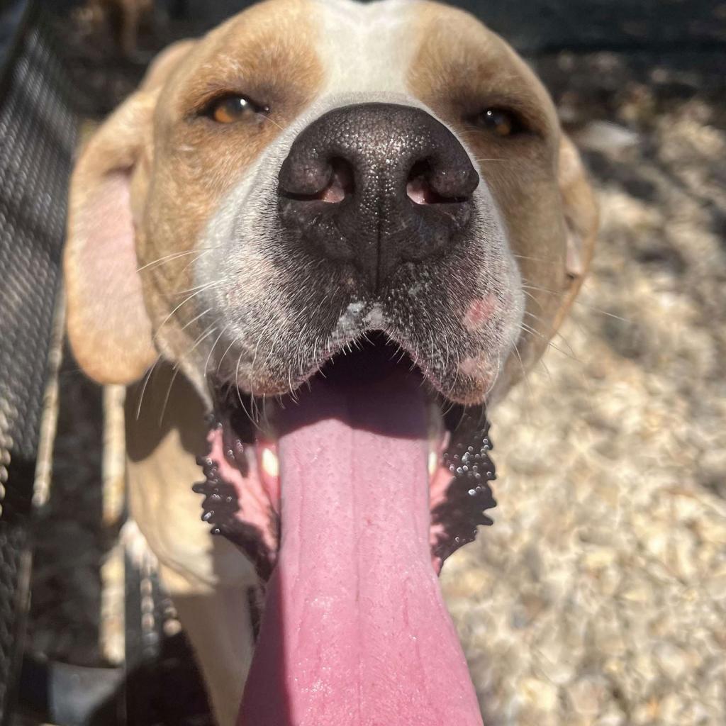 Enlarge Deuce, a Adoptable Labrador Retriever in Weatherford, TX image 2/6