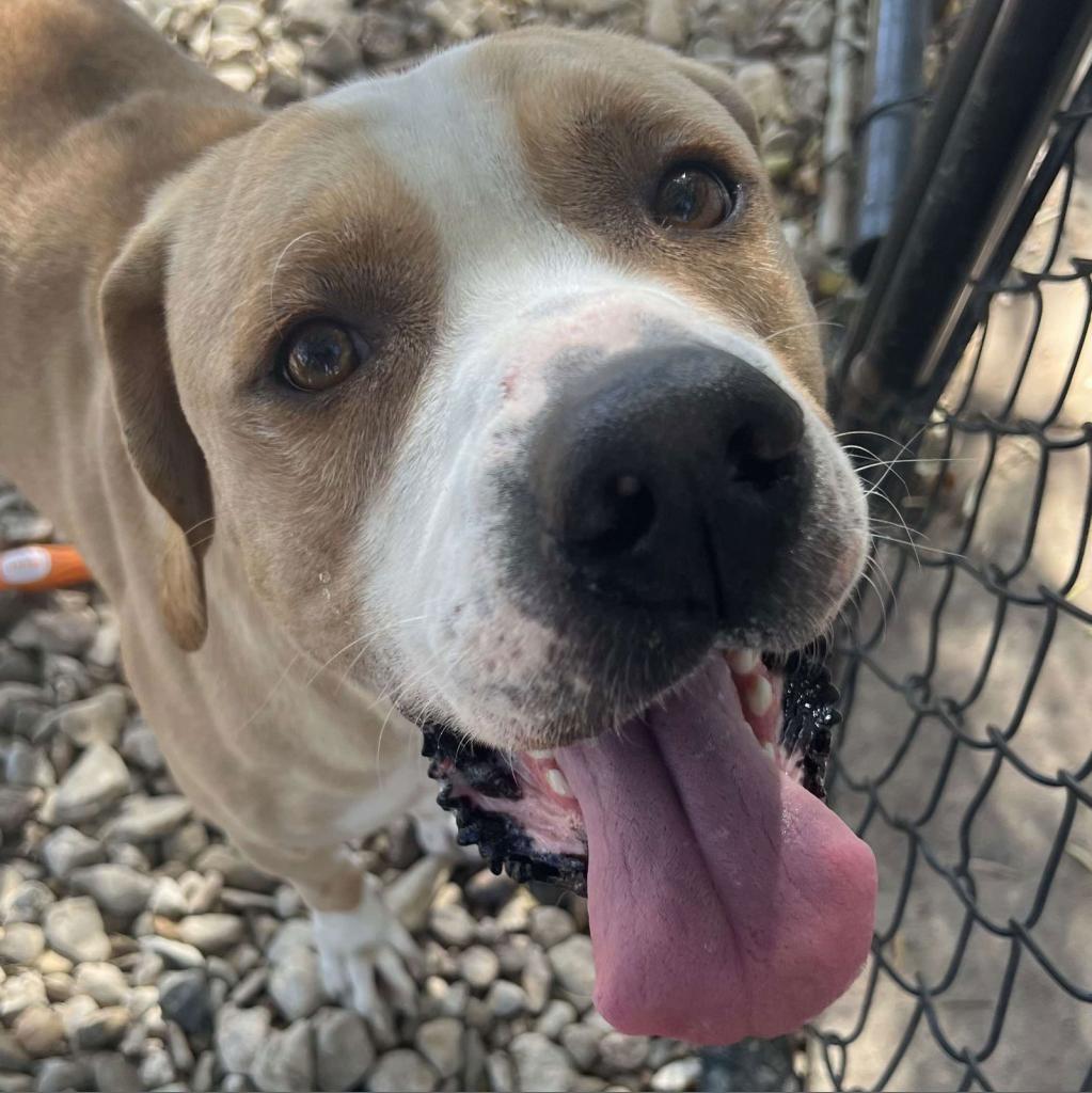 Enlarge Deuce, a Adoptable Labrador Retriever in Weatherford, TX image 3/6