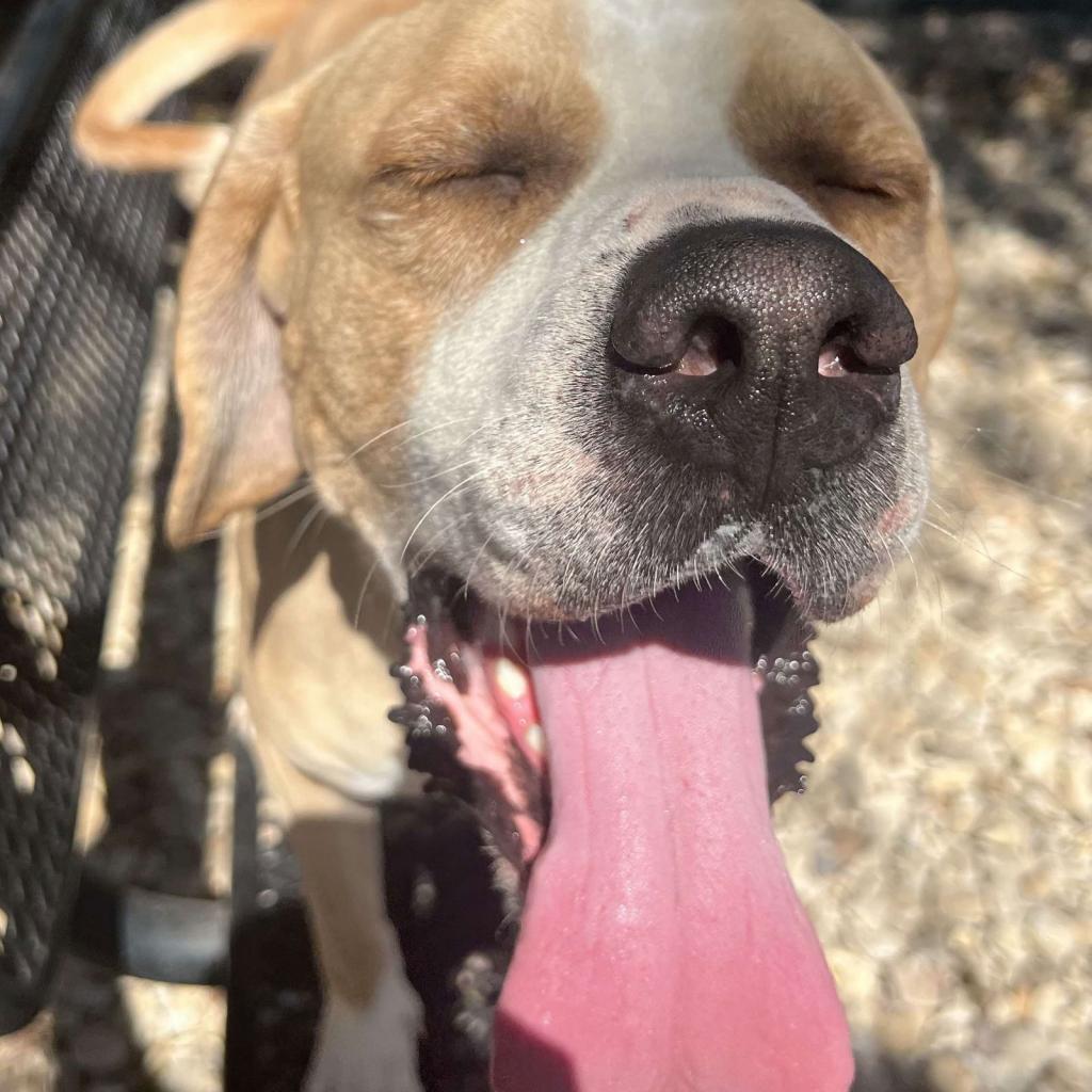 Enlarge Deuce, a Adoptable Labrador Retriever in Weatherford, TX image 4/6