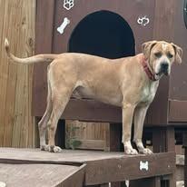 Enlarge Deuce, a Adoptable Labrador Retriever in Weatherford, TX image 3/6