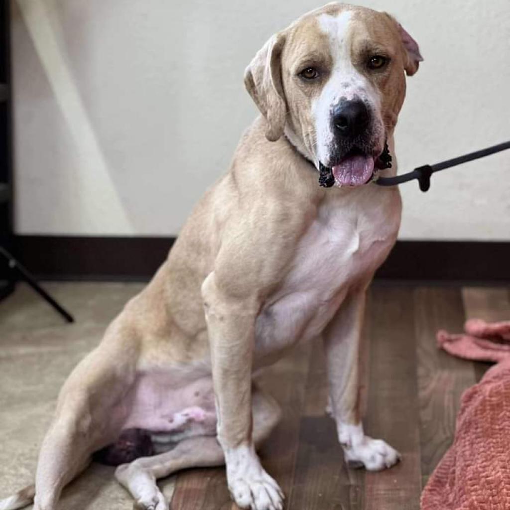 Enlarge Deuce, a Adoptable Labrador Retriever in Weatherford, TX image 5/6