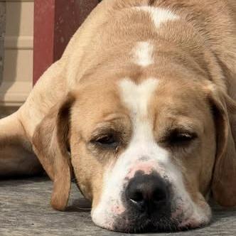 Enlarge Deuce, a Adoptable Labrador Retriever in Weatherford, TX image 5/6