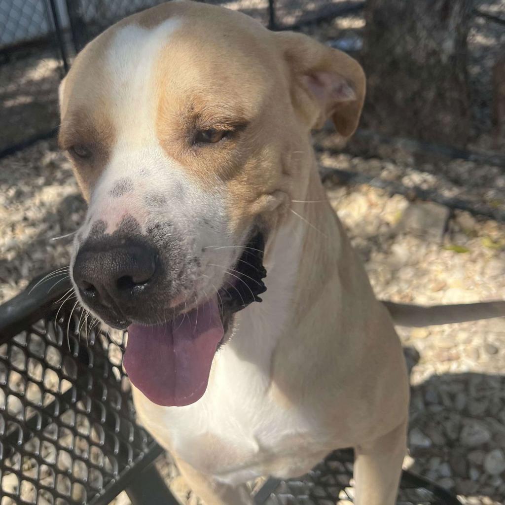 Enlarge Deuce, a Adoptable Labrador Retriever in Weatherford, TX image 6/6
