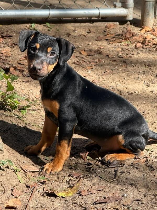 Rocky- in a foster home, Adoptable, Puppy Male Terrier & Hound.