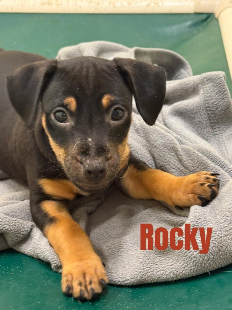 Enlarge Rocky- in a foster home, a Adoptable mixed breed in South Bend, IN image 2/3