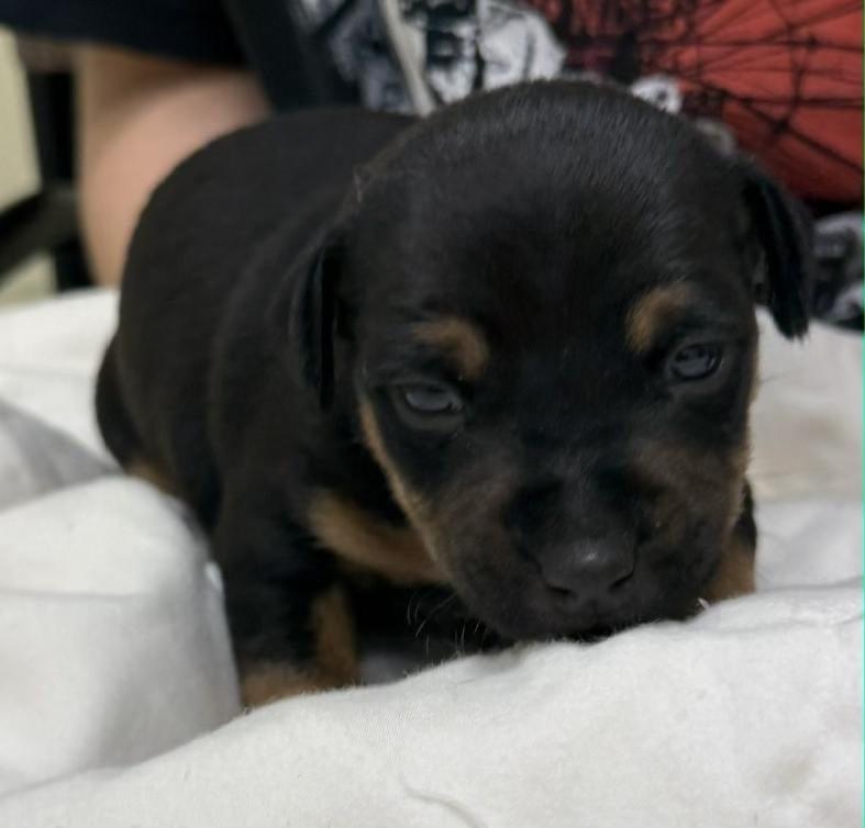 Enlarge Rocky- in a foster home, a Adoptable mixed breed in South Bend, IN image 3/3